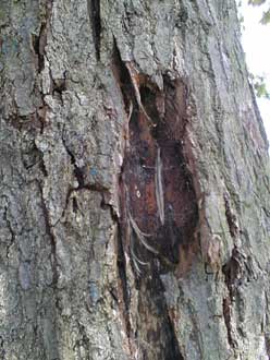 wood insects in bark