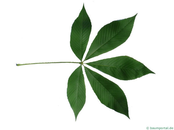clip art buckeye leaf - photo #30