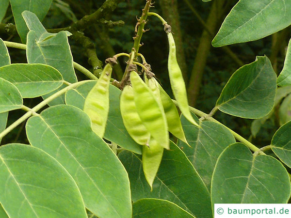 Maakia Tree Identification Amur maackia | Maackia amurensis