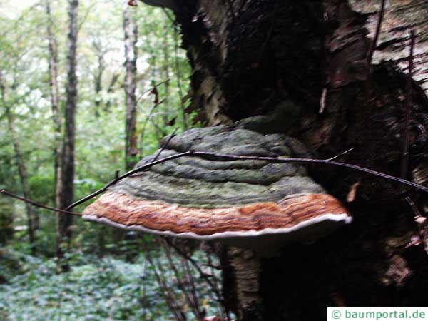 red banned polypore (Fomitopsis pinicola)