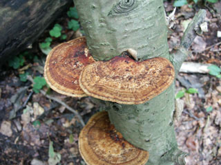 alder braket (Inonotus radiatus)