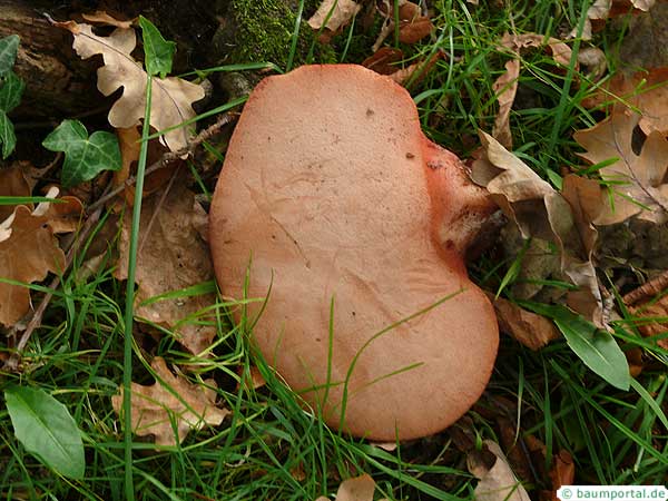 beefsteak fungus (Fistulina hepatica) underside