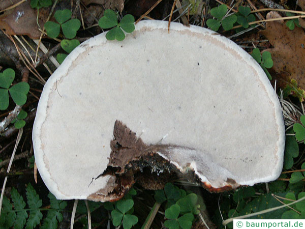 birch polypore (Piptoporus betulinus) with a white underside
