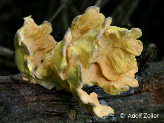 chicken of the woods (laetiporus sulphureus)