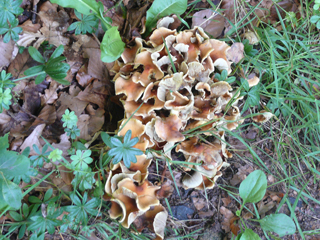 hen of the wood (Grifola frondosa)