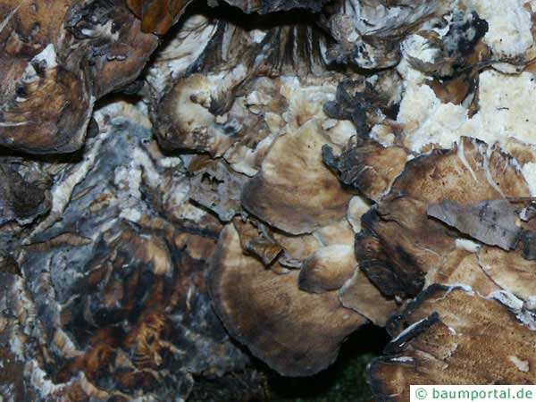 hen of the wood (Grifola frondosa) old