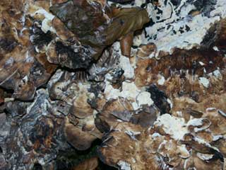 hen of the wood (Grifola frondosa) old