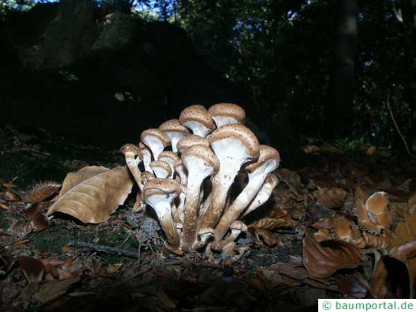 honey fungus (Armillia mellea) group of fungi