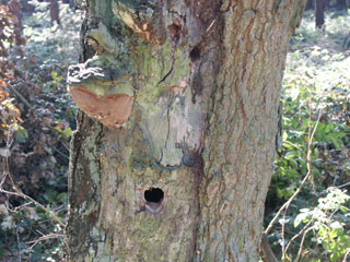 robustus conk (Phellinus robustus) with woodpecker holes