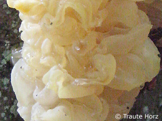 yellow brain (Tremella mesenterica) close up