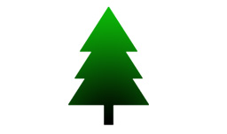 conifer