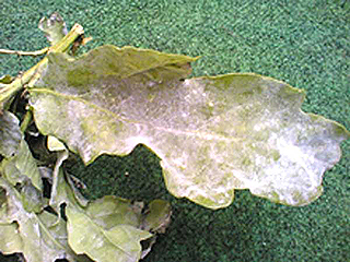 mildew on oak leaf