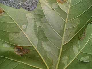 plane tree miner moth leaf backside close up