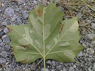 plane tree miner moth leaf backside