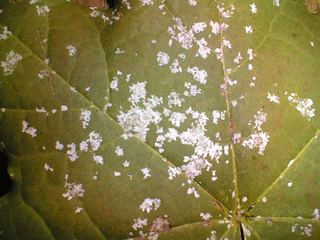 .Mildew on a maple leaf