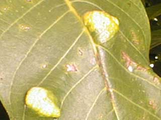 deformations on the walnut leaf