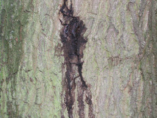 oak decline wet crack