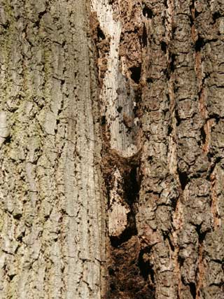 oak decline crack