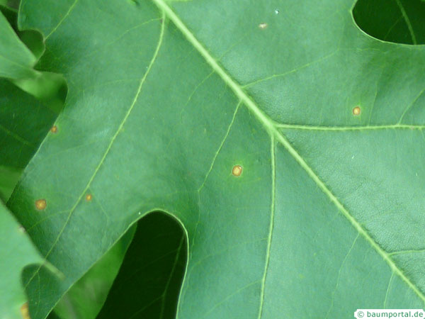 northern red oak leaf spots