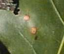 oak leaf spots