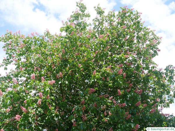 Ruby Red Horse Chestnut Tree