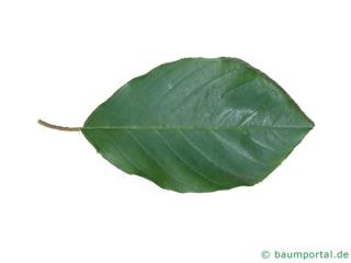 alder buckthorn (Rhamnus frangula) leaf