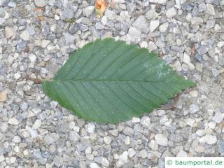 american elm (Ulmus americana) leaf