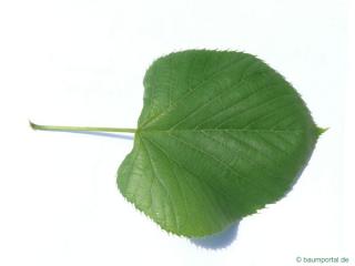 american Lime (Tilia americana) leaf