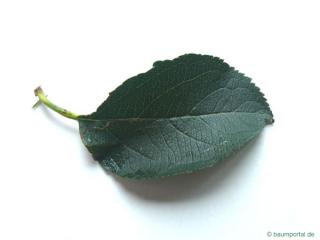apple (Malus hybrid) leaf