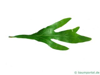 australian silver oak (Grevillea robusta) leaf