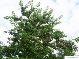 black cherry (Prunus serotina) crown in summer
