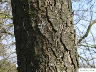 black cherry (Prunus serotina) trunk / bark