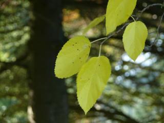 Black mulberry leaf in autumn