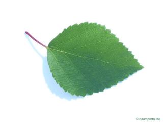 blue birch (Betula caerulea) leaf