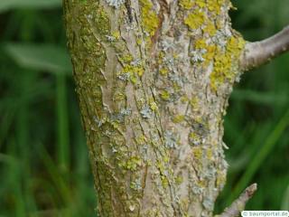 california buckeye (Aesculus californica) trunk / stem