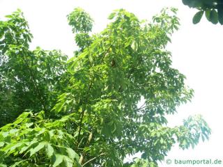yellow horsechestnut (Aesculus x neglecta 'Erythroblastos') tree crown