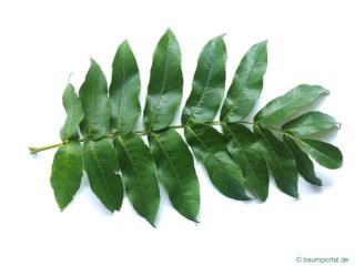 caucasian wingnut (Pterocarya fraxinifolia) leaf