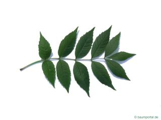 common ash (Fraxinus excelsior) leaf