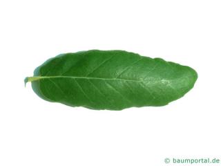 cork oak (Quercus suber) leaf