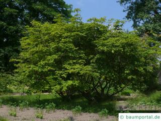 cut leaved japanese maple (Acer japonicum 'Aconitifolium') tree in summer