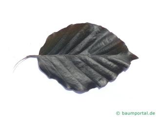 dawyk beech (Fagus sylvatica 'Dawyck Purple') leaf