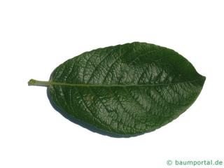 dune willow (Salix hookeriana) leaf