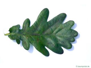 english oak (Quercus robur) leaf