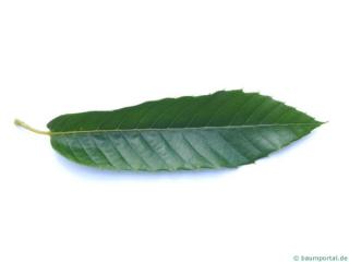 european chestnut (Castanea sativa) leaf