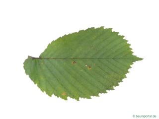 european white elm (Ulmus laevis) leaf