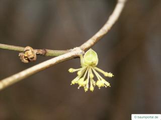 field maple (Acer campestre) flower