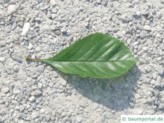 frosted hawthorn (Crataegus pruinosa) leaf