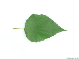 gold birch (Betula ermanii) leaf