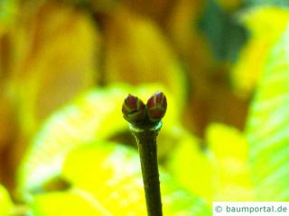 hornbeam maple (Acer carpinifolium) terminal bud