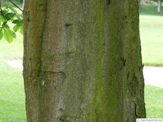 horsechestnut (Aesculus hippocastanum) trunk